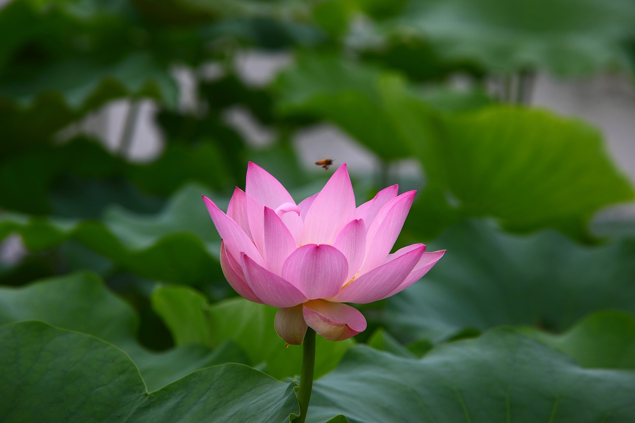 朗诗花漫里最新动态揭秘，未来美好蓝图展望
