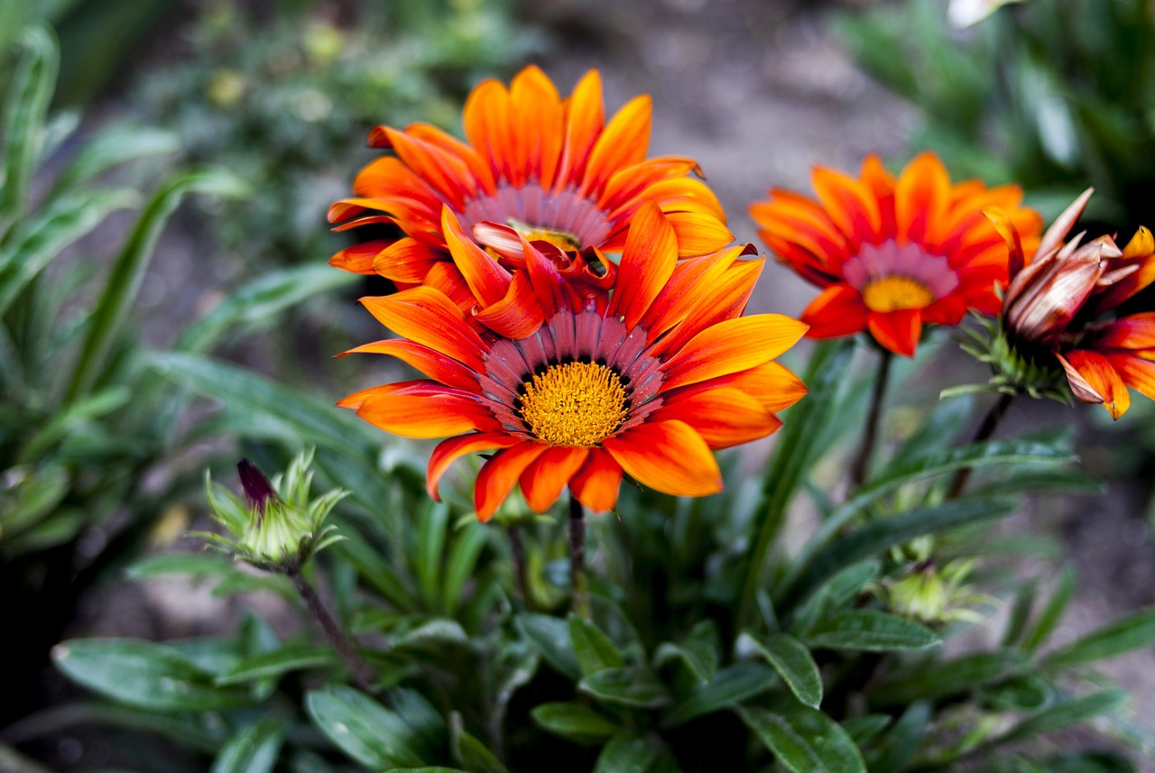 绵阳二手房最新动态解析，全面解读最新消息