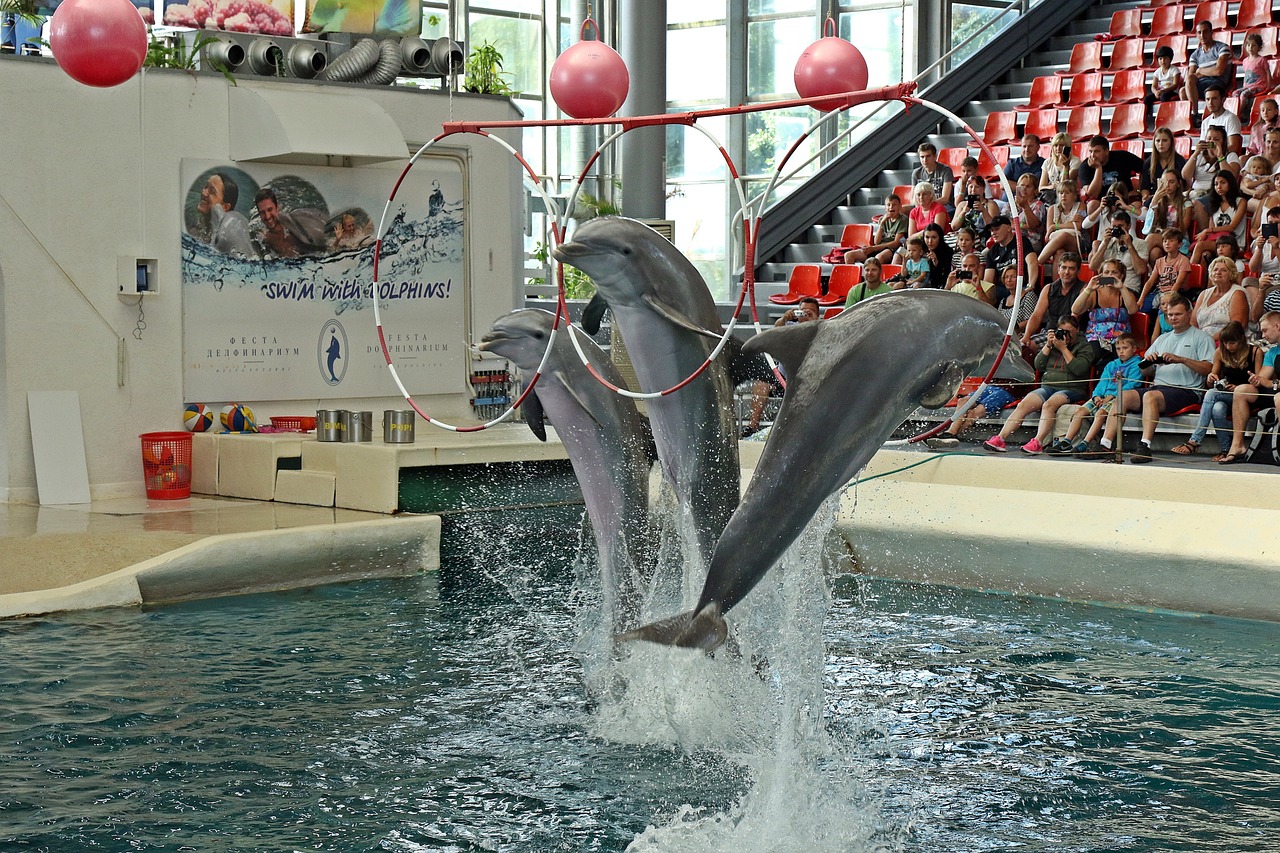 探索虚拟水族世界的乐趣，最新养鱼游戏来袭