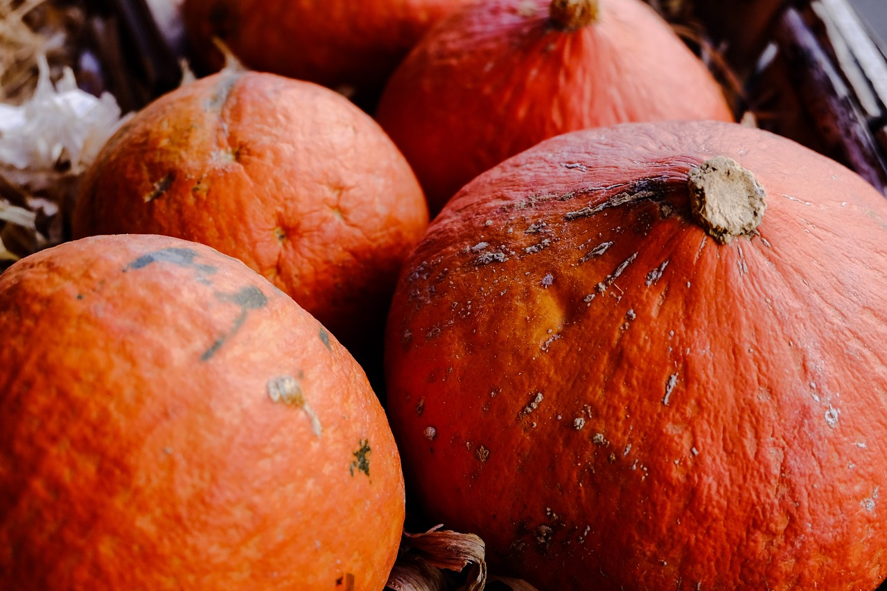 全国毛猪最新价格及动态分析概览