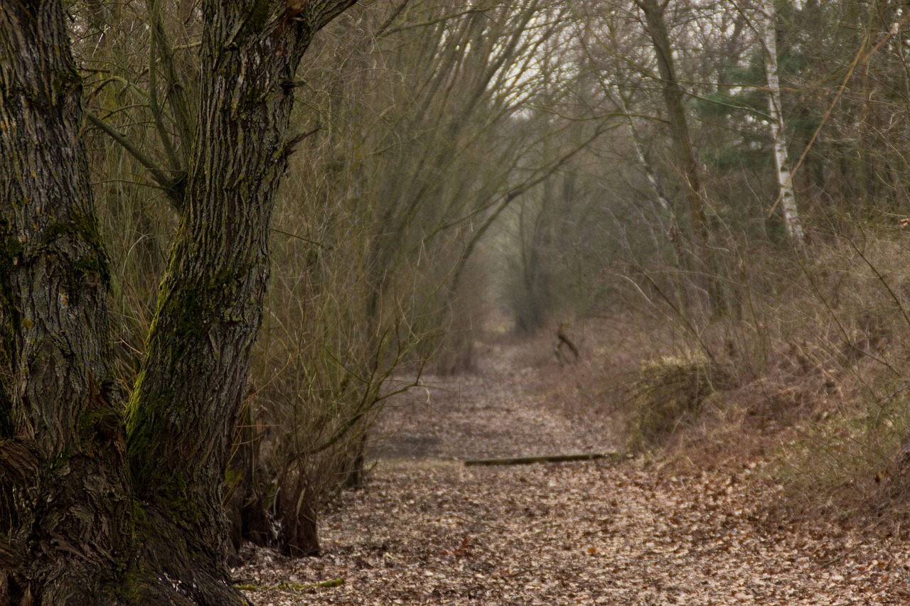 榉树最新价格与市场趋势分析