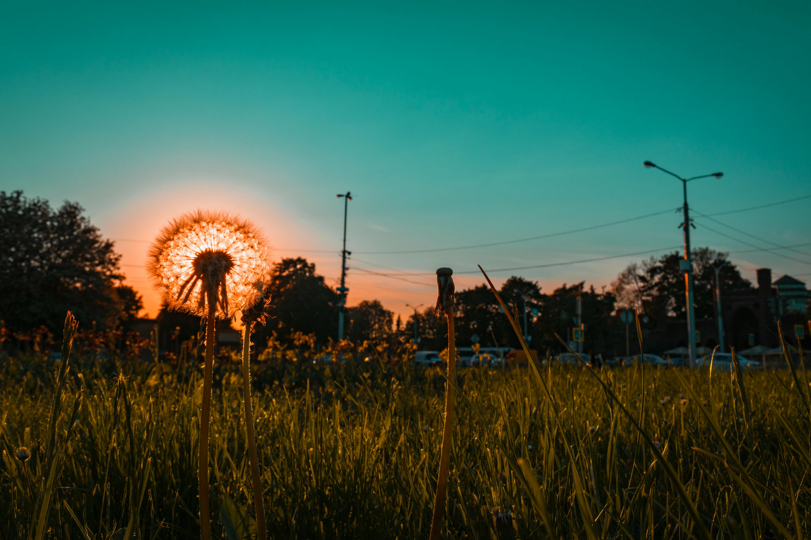 最新绿化树种，塑造可持续城市环境的关键力量