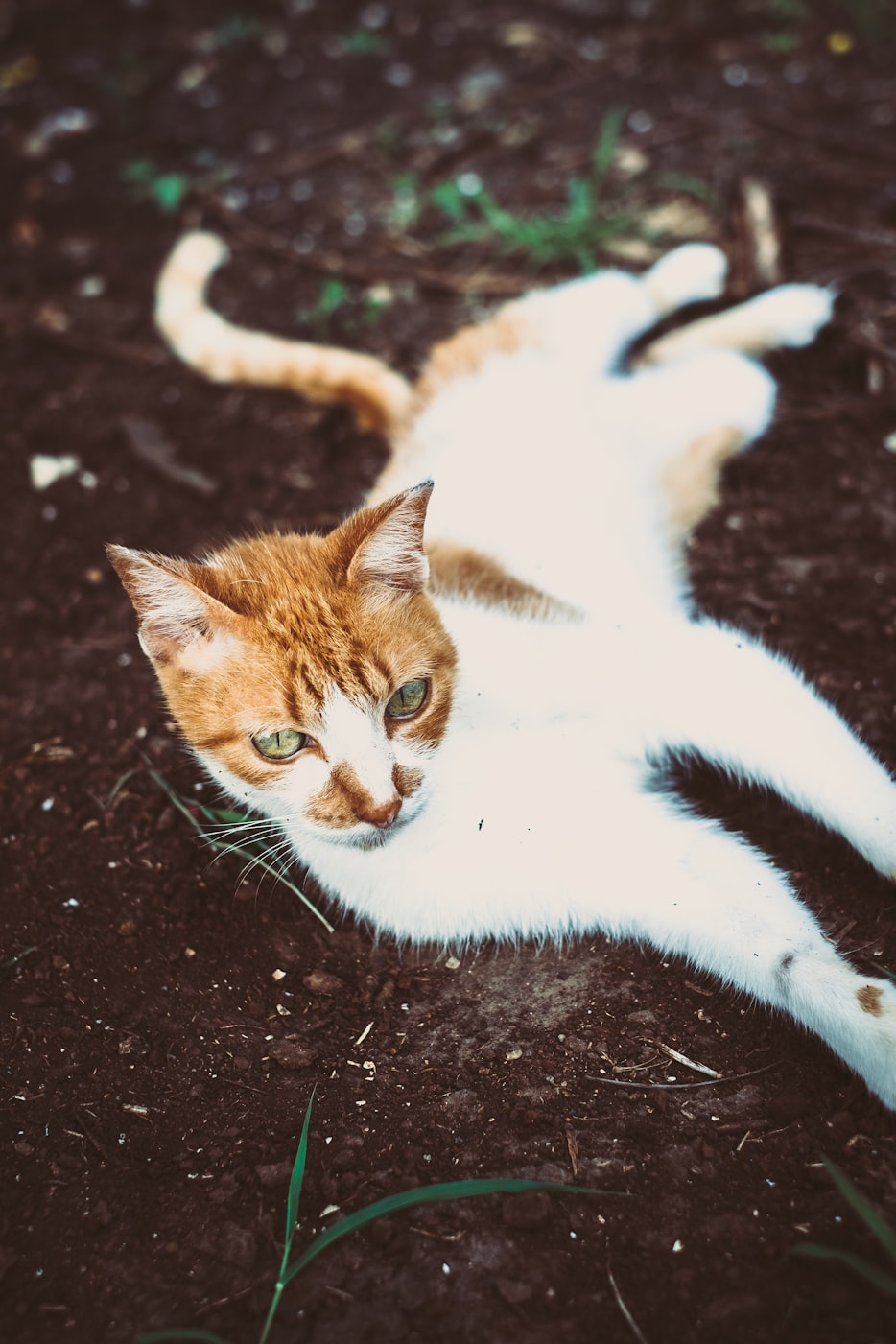 猫小猫的奇幻冒险之旅,最新连载小说