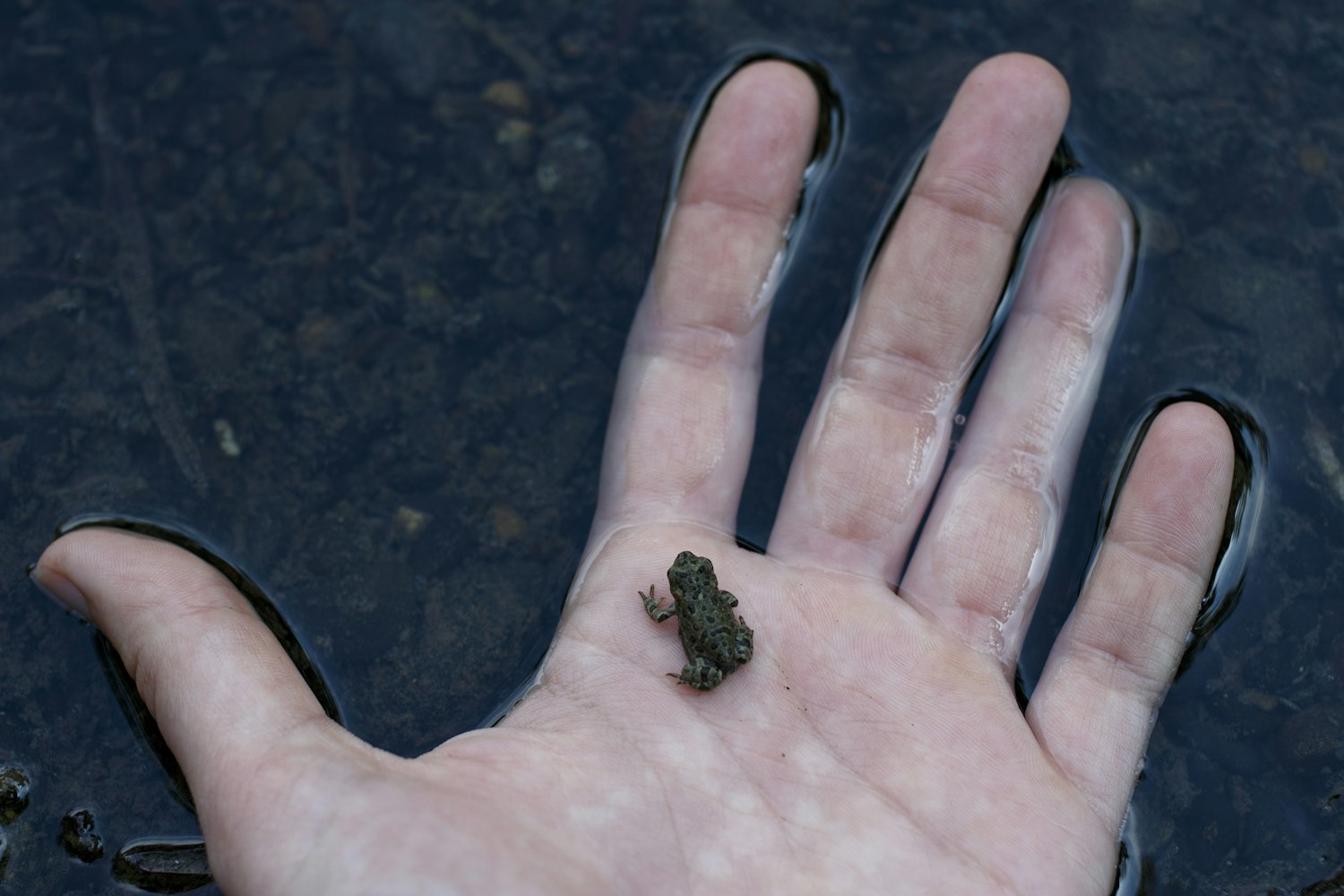 最新美甲图片趋势，时尚前沿的灵感探索