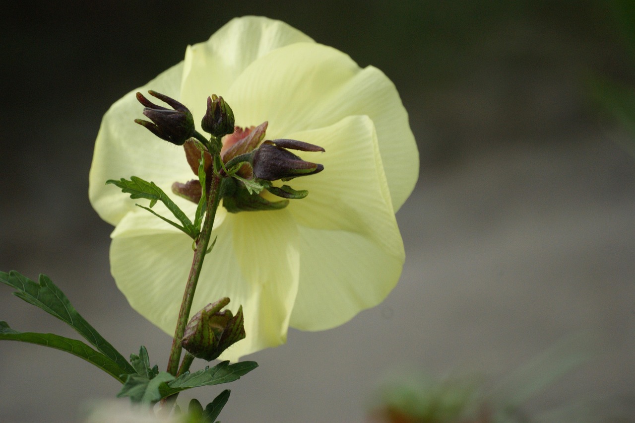 最新菜心种植技术及其广阔应用前景