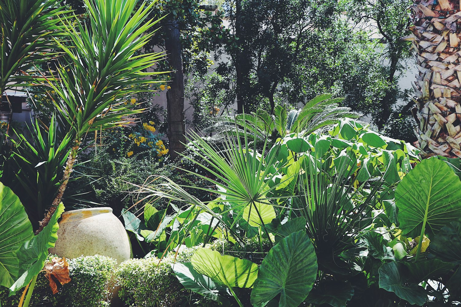 最新石榴盆景图片，艺术与自然完美融合的魅力展现