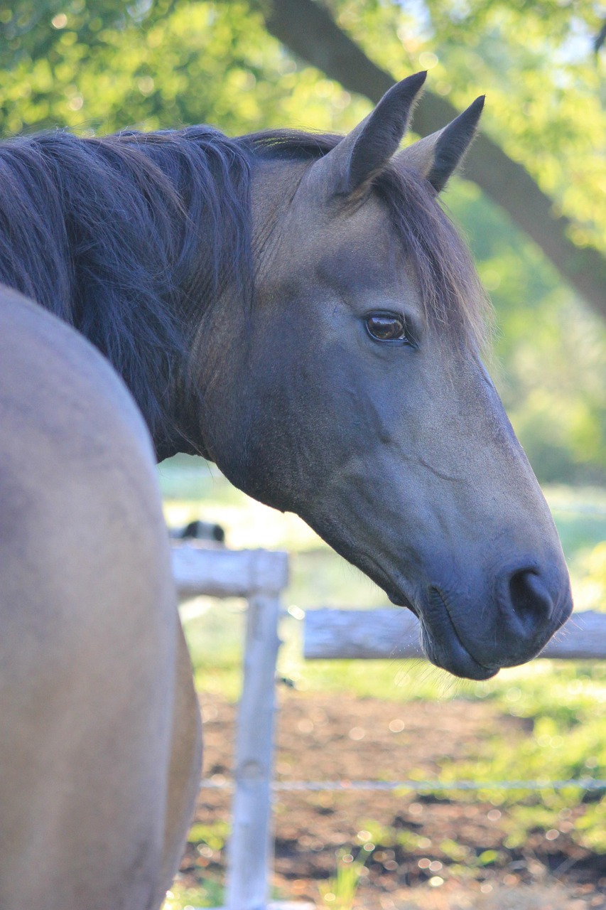 探索马匹繁殖奥秘，最新马交配视频