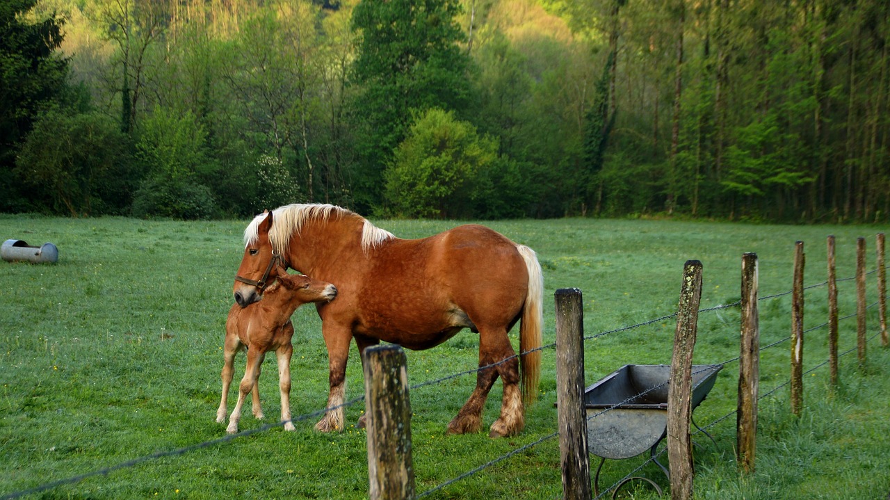 探索马匹繁殖奥秘,最新马交配视频