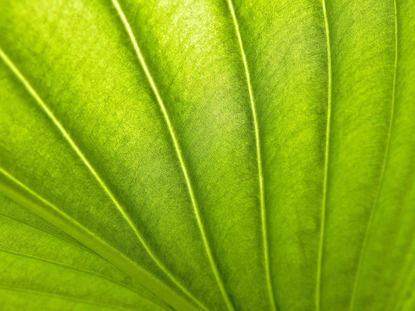 江西樟树最新规划，绿色生态与经济发展的双引擎打造行动