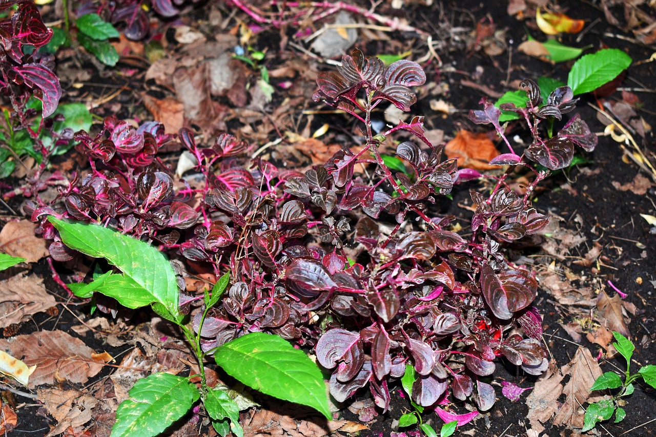 香椿最新价格及分析揭秘！