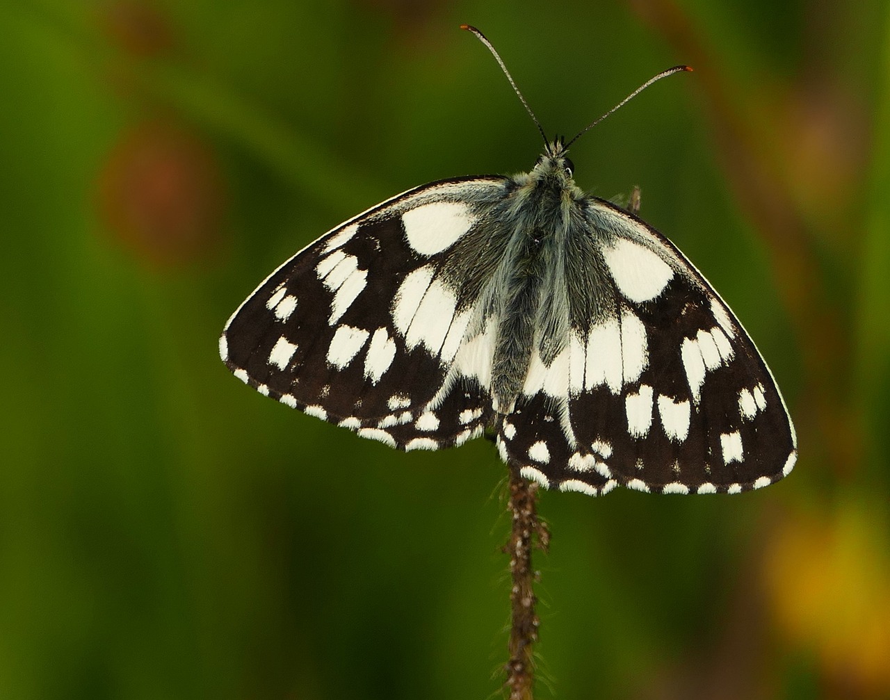 2017年最新价格解读,关于7042的市场动态深度了解