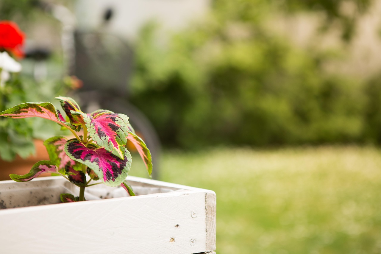 最新彩叶树种,为自然注入新色彩与生命力