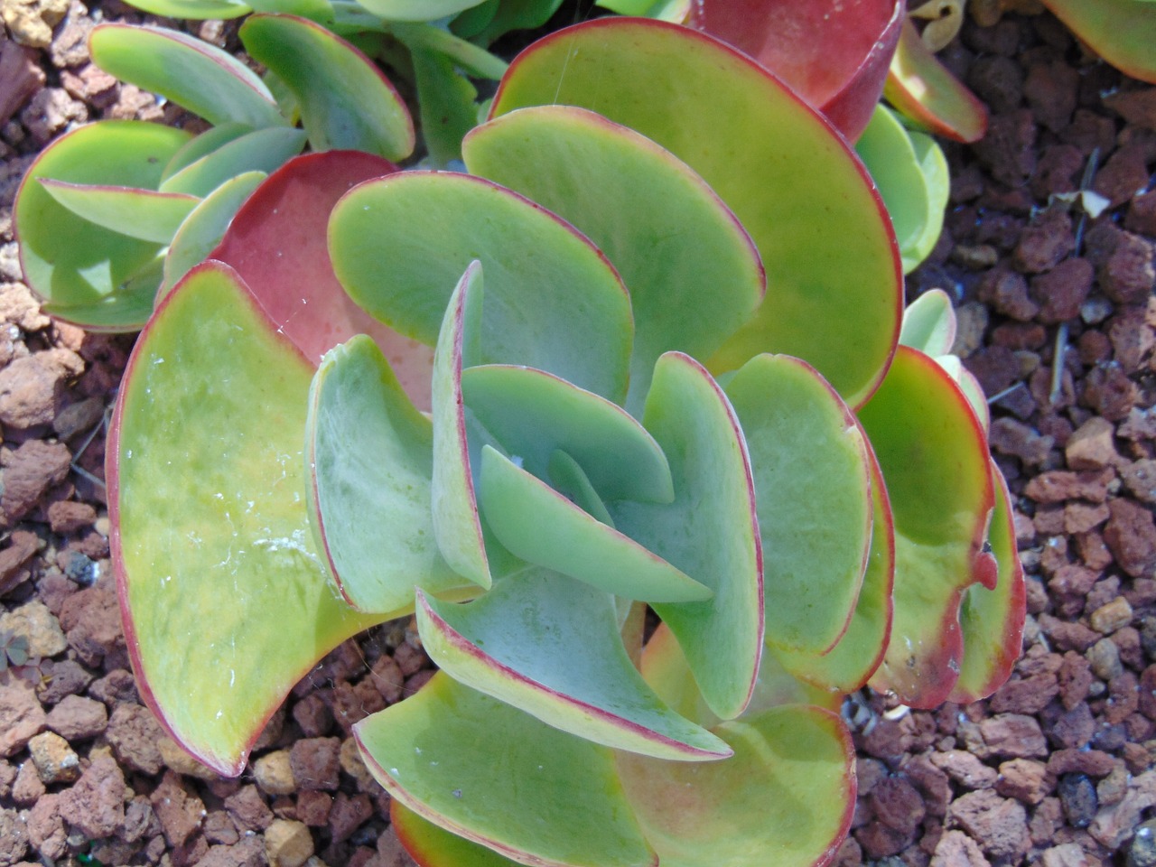 最新多肉植物，美丽、种植与养护指南