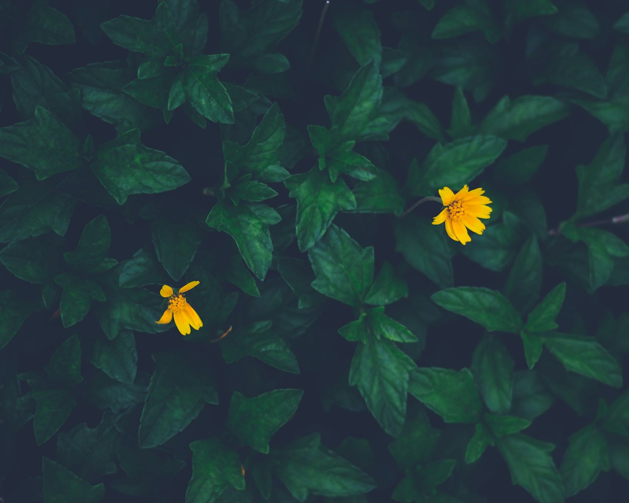 长沙防汛最新动态，城市防洪工作的进展、挑战与应对