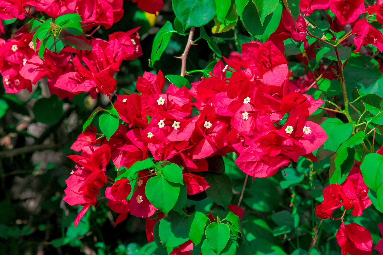 玛雅论坛最新动态及Maya软件发展前景探讨