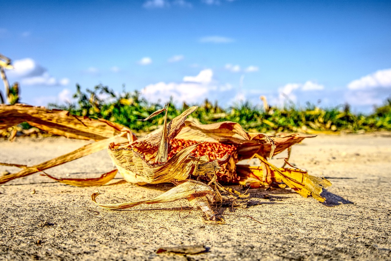 肖创英最新动态，探索前沿，引领未来发展之路