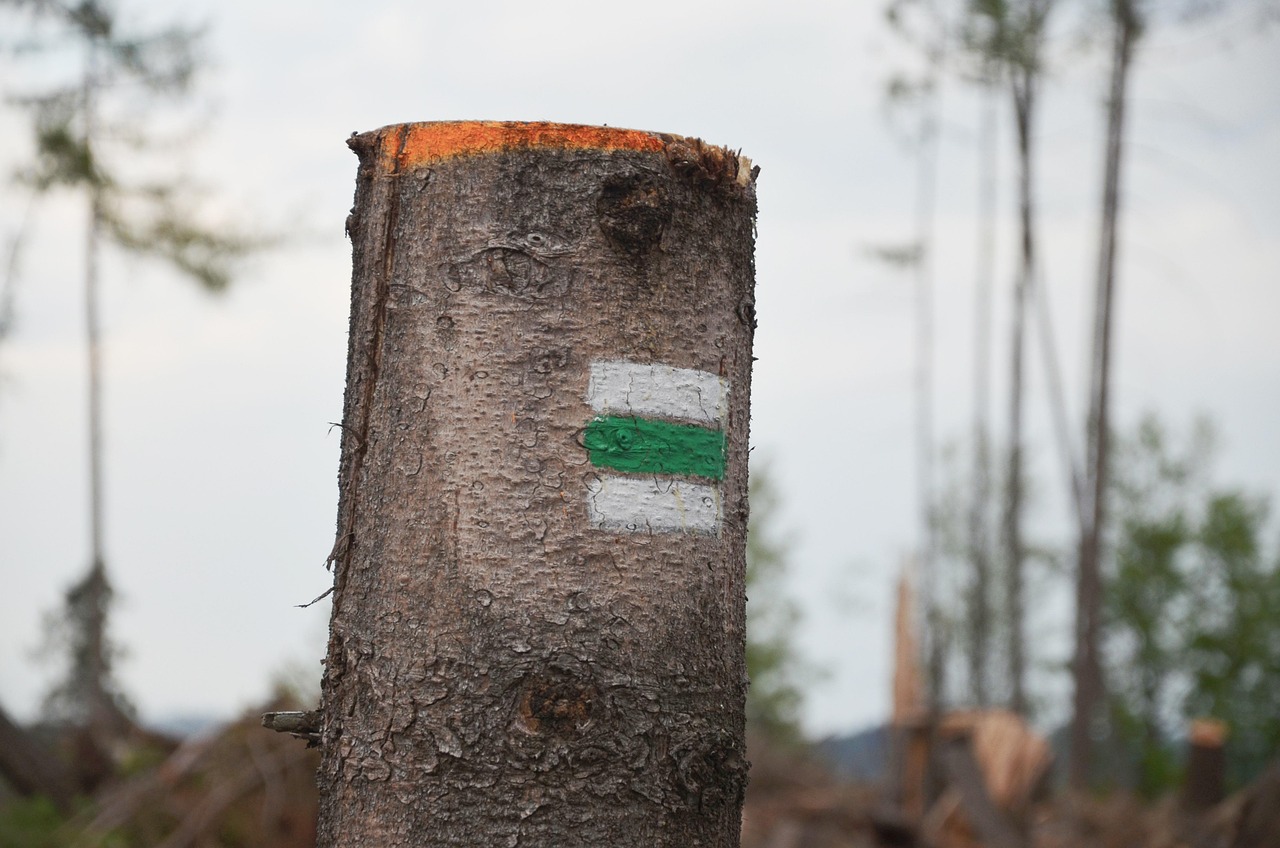 青川官帽山最新动态，自然美景与生态保护的新篇章揭秘