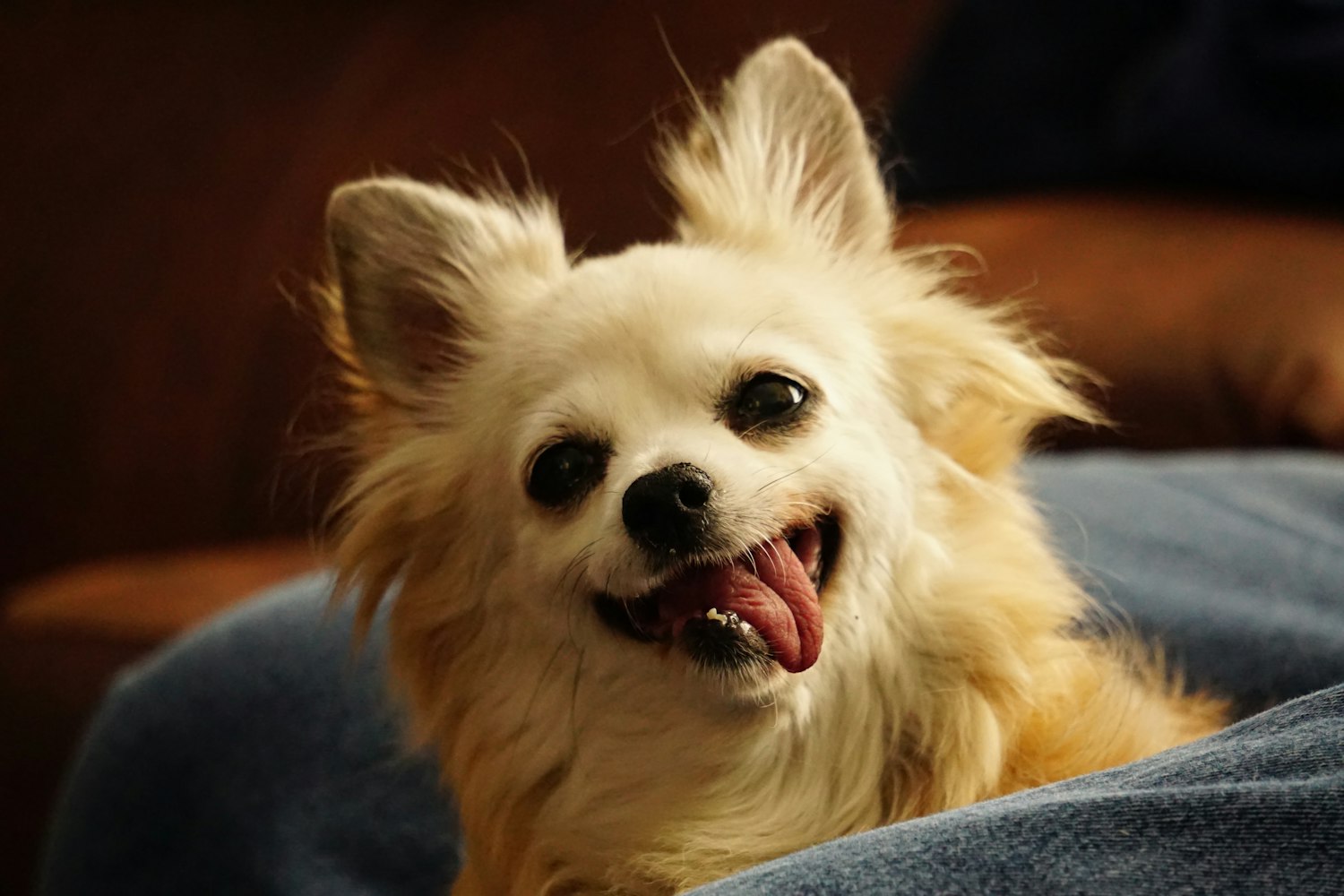 最新整容母宠物指南,美丽与健康的完美融合