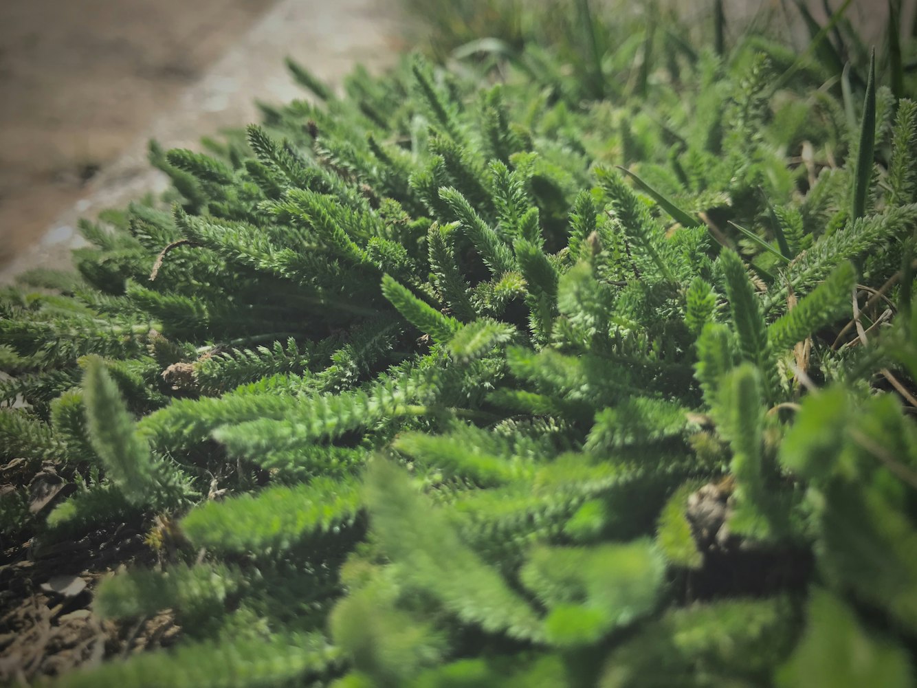 上派绿地最新动态，城市绿色发展步伐与未来展望