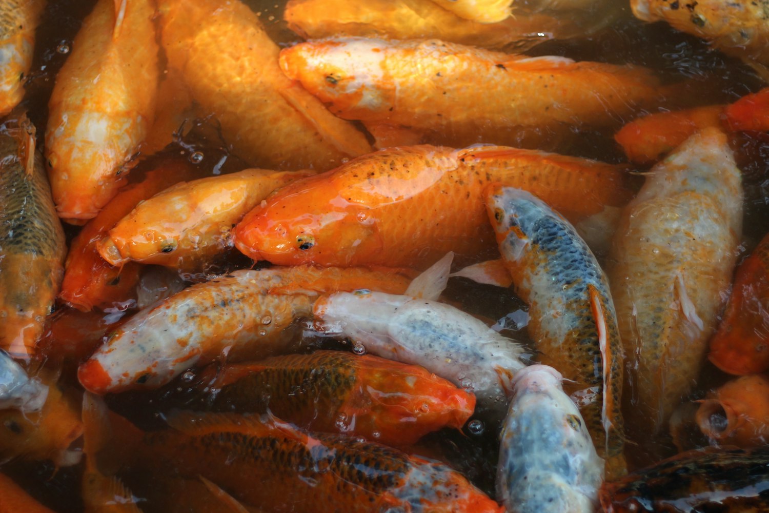 佳源上海小城,最新发展动态与魅力展现