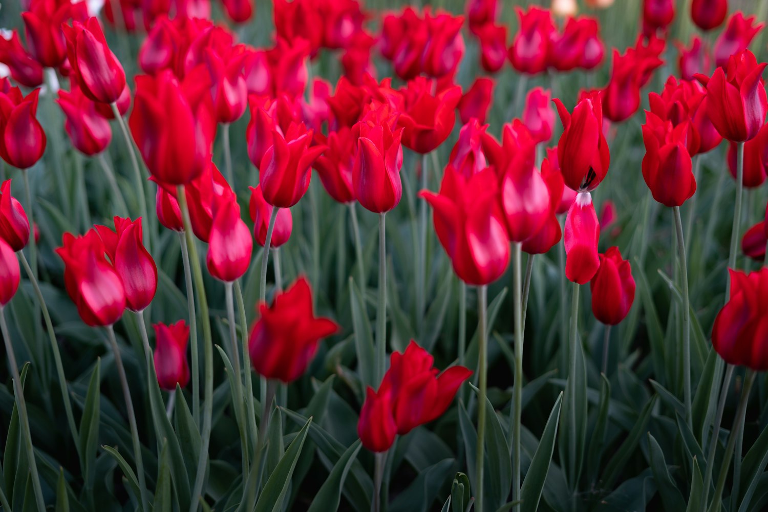 欣欣向荣的最新景象,活力四溢的繁荣时代