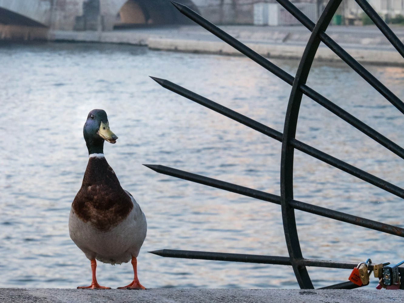 探索最新风采，2017年台鸽图片展示