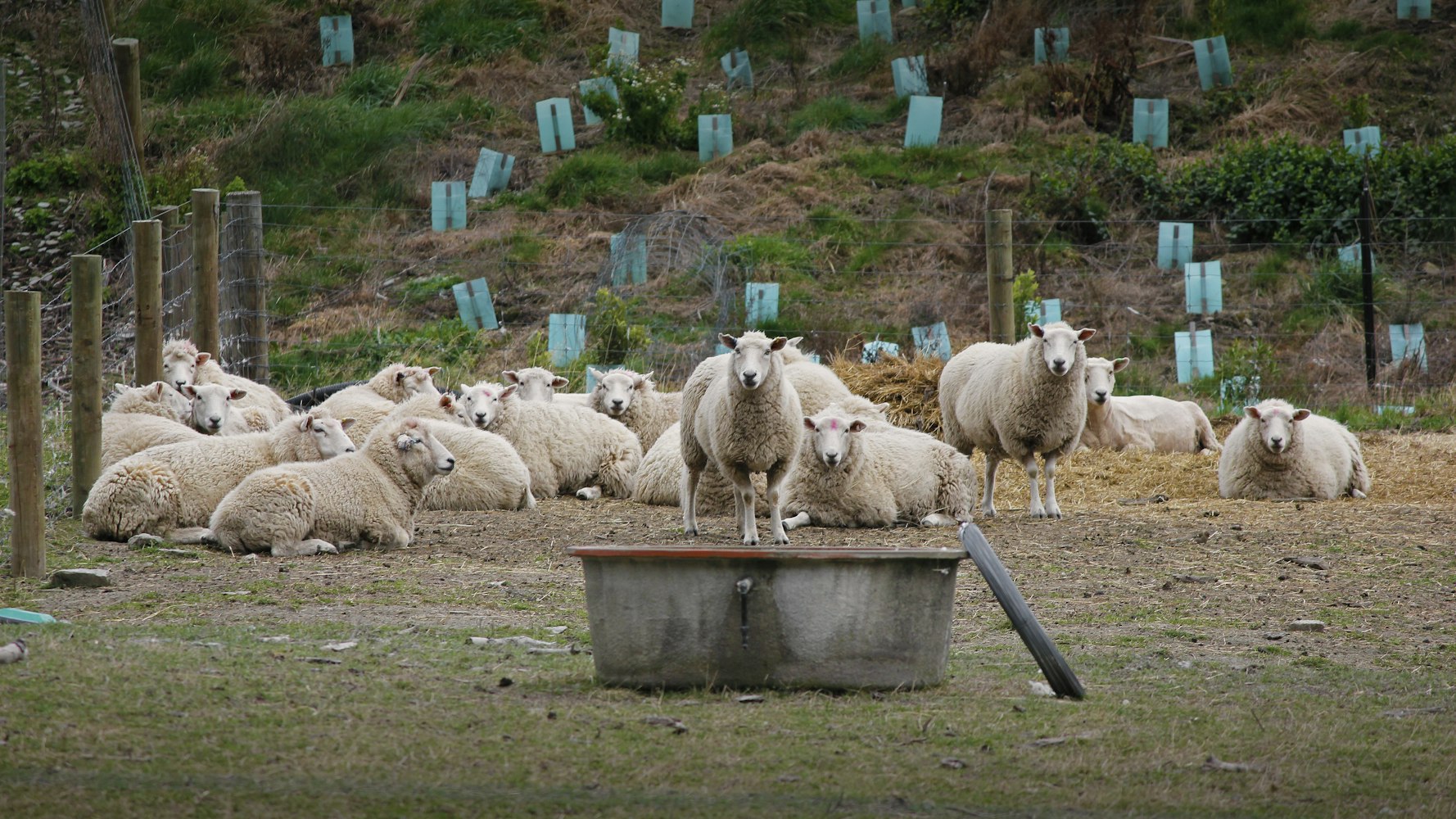 探索最新风采,2017年台鸽图片展示