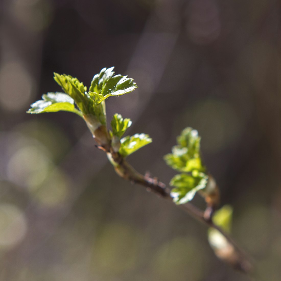 国办马红旗最新动态，引领新时代的步伐与决策力量